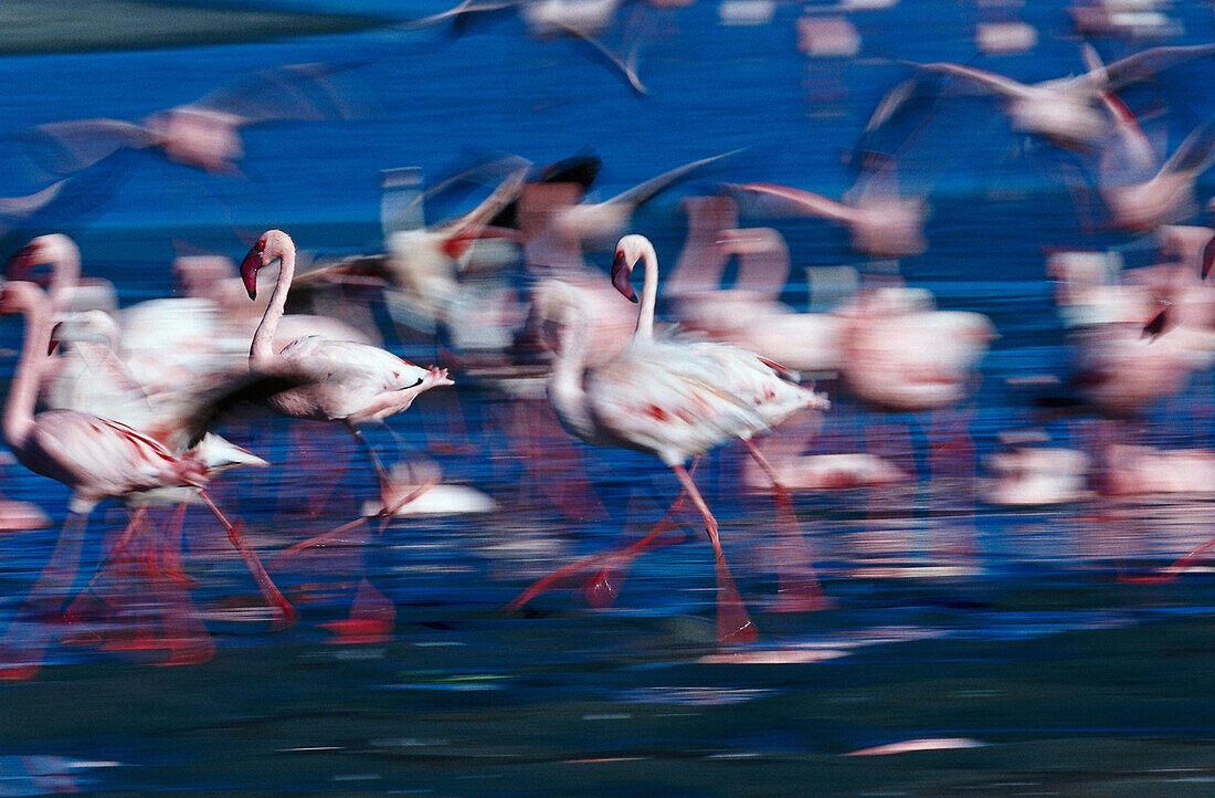 Pygmy Flamingoes, Lake Magadi Ngorongoro Crater, Africa