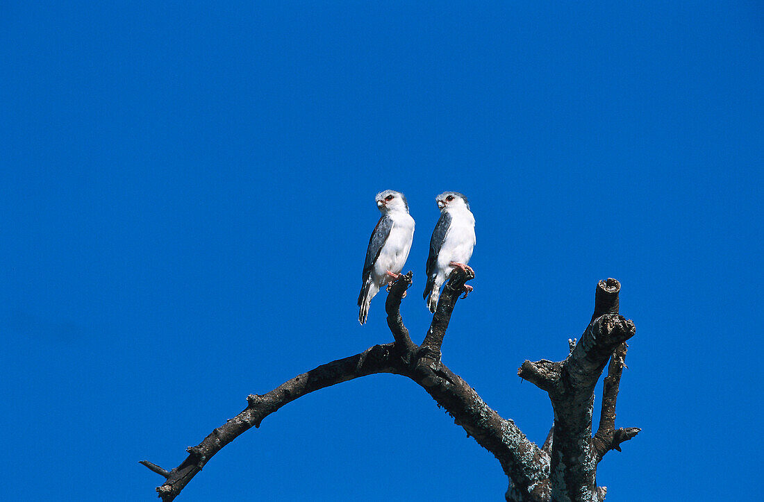 Pygmy Falcon, Polihierax semitorquatus, Serengeti National Park, Tanzania, Africa