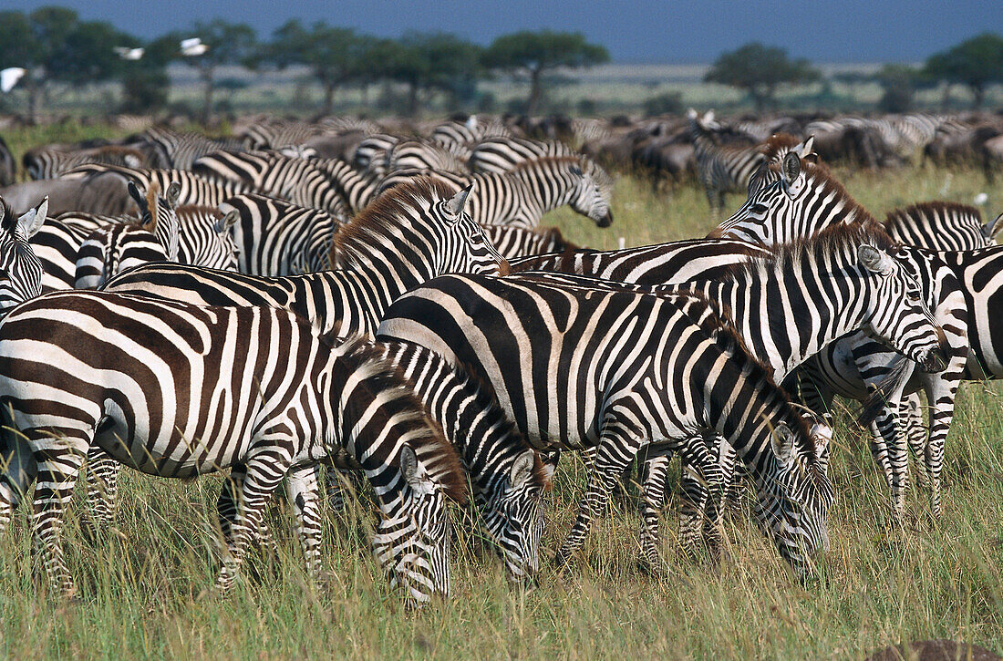 Zebras, Serengeti NP Tansania