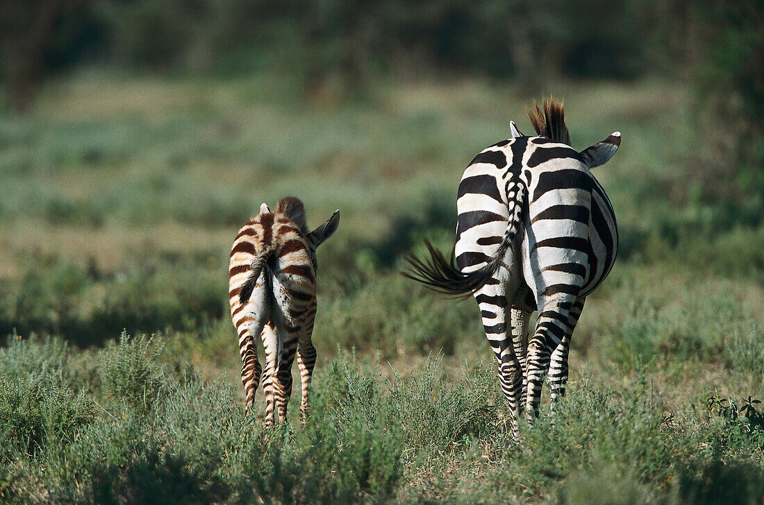 Zebra mit Fohlen, Serengeti Nationalpark, Tansania, Afrika