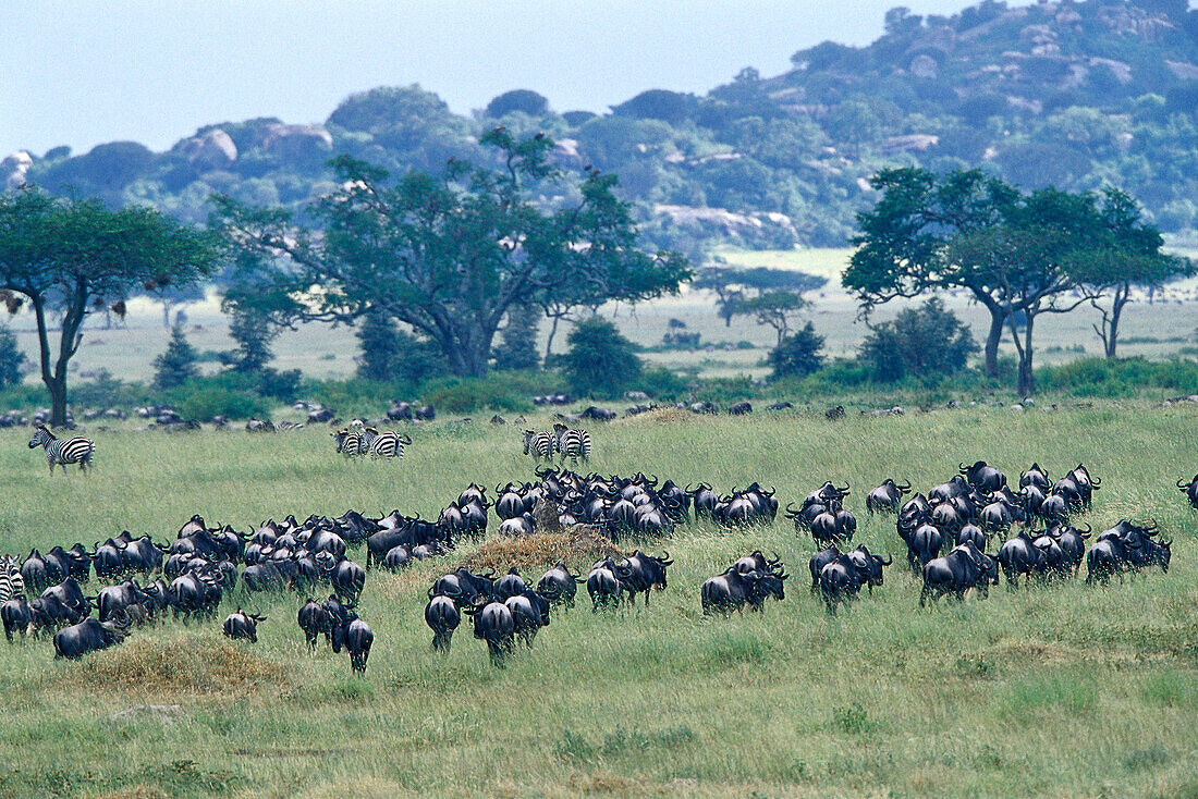 Eine Herde von Gnus, Serengeti Nationalpark, Tansania, Afrika