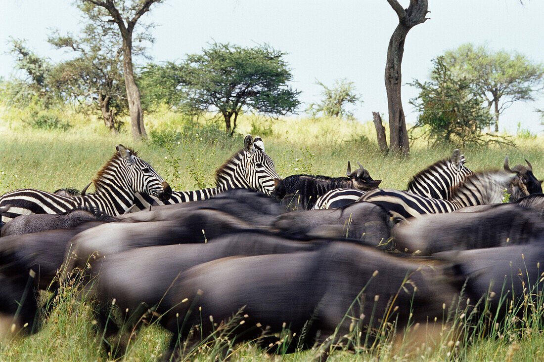 Zebras und Gnus, Serengeti National Park, Tansania, Ostafrika