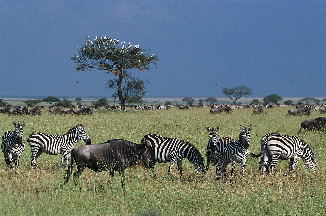 Zebras, Wildbeests, Serengeti NP Tansania