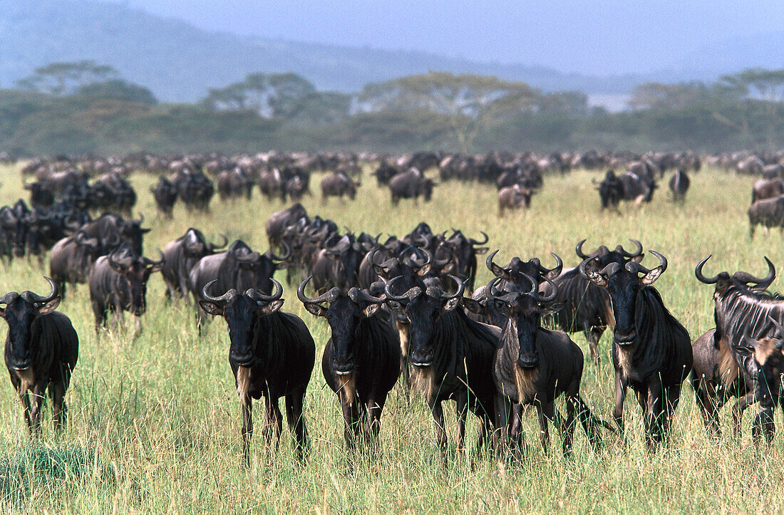 Migration of Wildbeests, Serengeti National Park, Tanzania, Africa