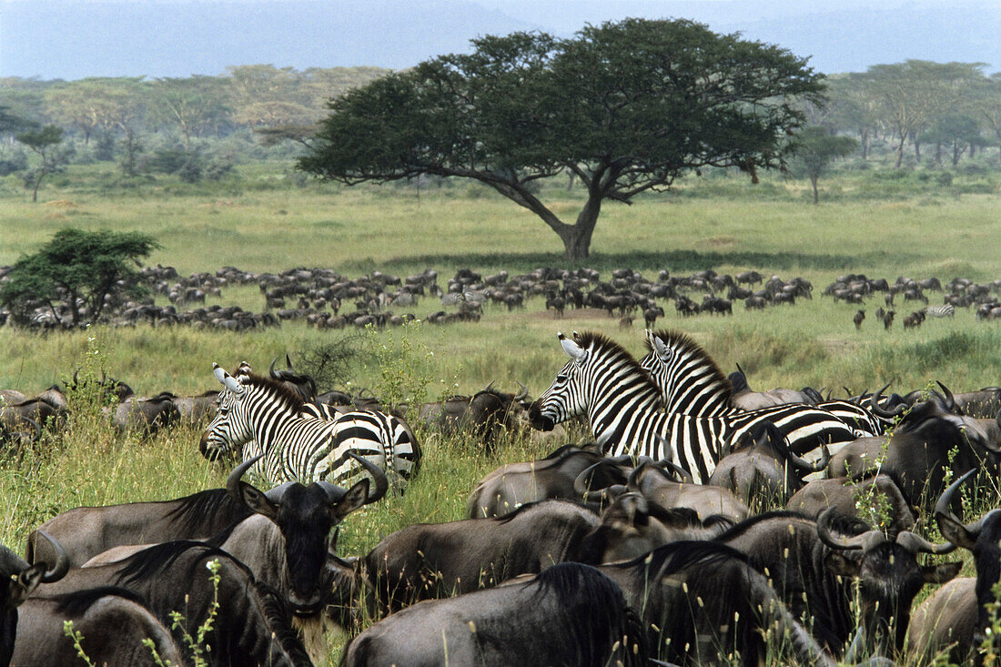 Migration, Zebras, Wildbeests, Serengeti National Park, Tansania, Ostafrika