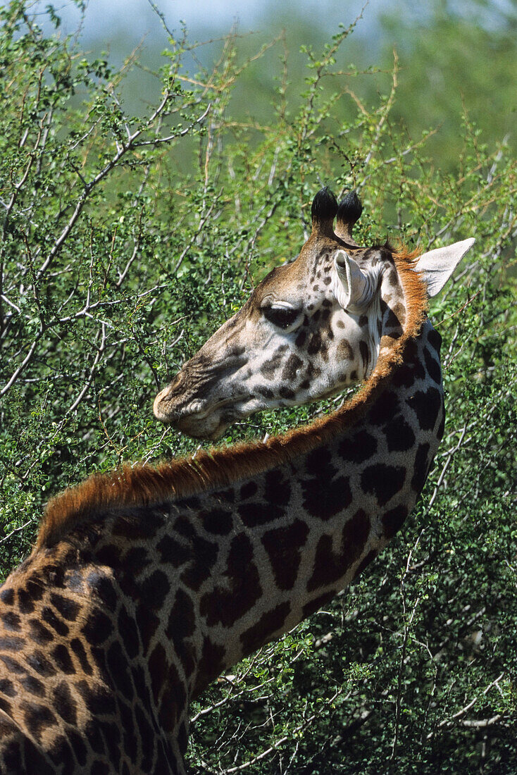 Massai-Giraffe, Serengeti National Park, Tansania, Ostafrika