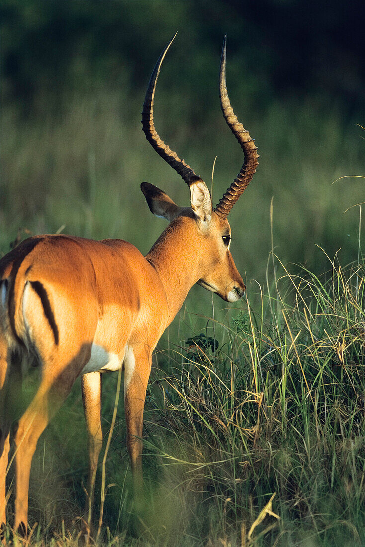Impala, Serengeti National Park, Tansania, Ostafrika