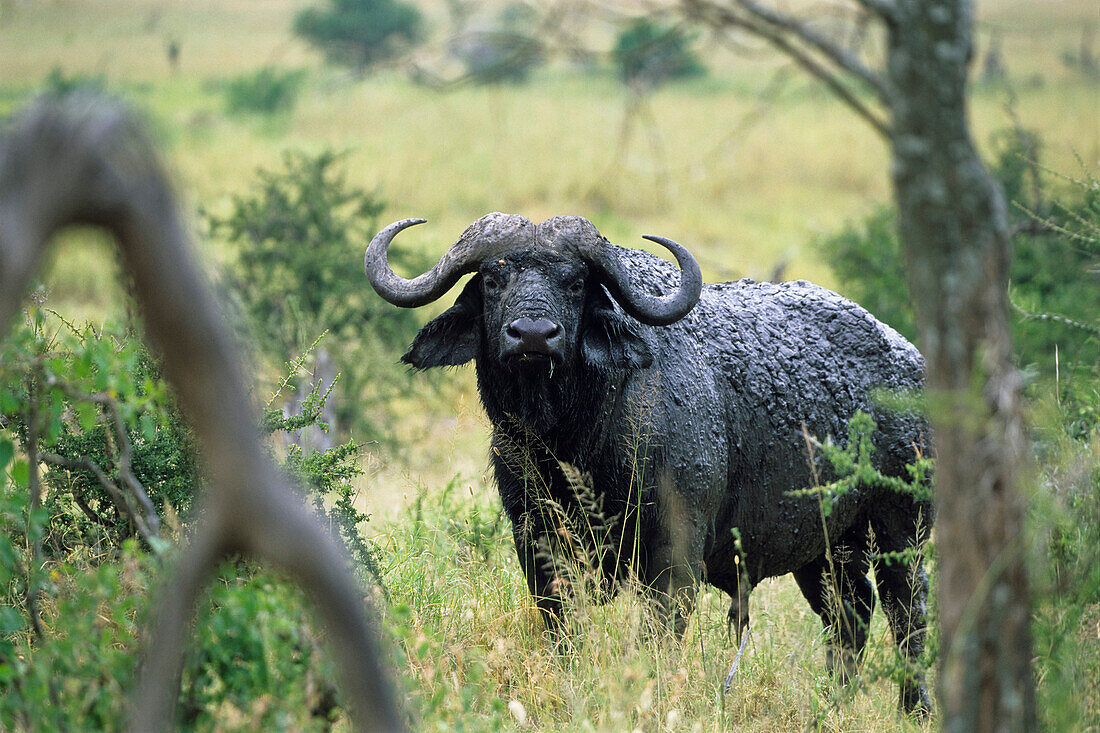 Afrikanischer Büffel, Serengeti National Park, Tansania, Ostafrika