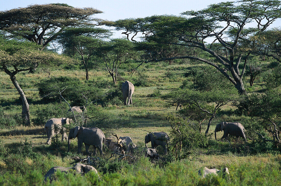 African Elefants, Serengeti NP Tansania