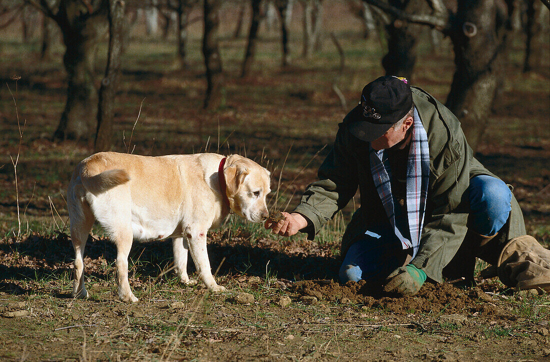 Truffles Search, Domaine dr Bramarel, Grignan, Tricastin, Provence France