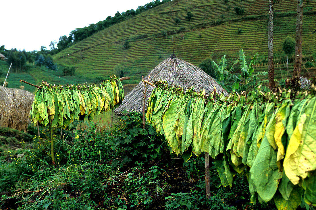 Tabakblätter zum Trocknen aufgehängt, Virunga Mountains, Zaire, Demokratische Republik Kongo, Afrika