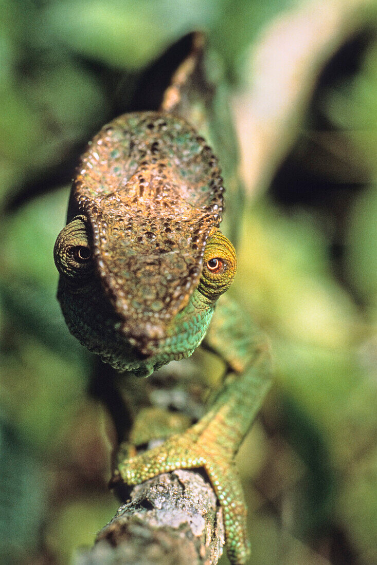 Parson's Chameleon female, Madagascar