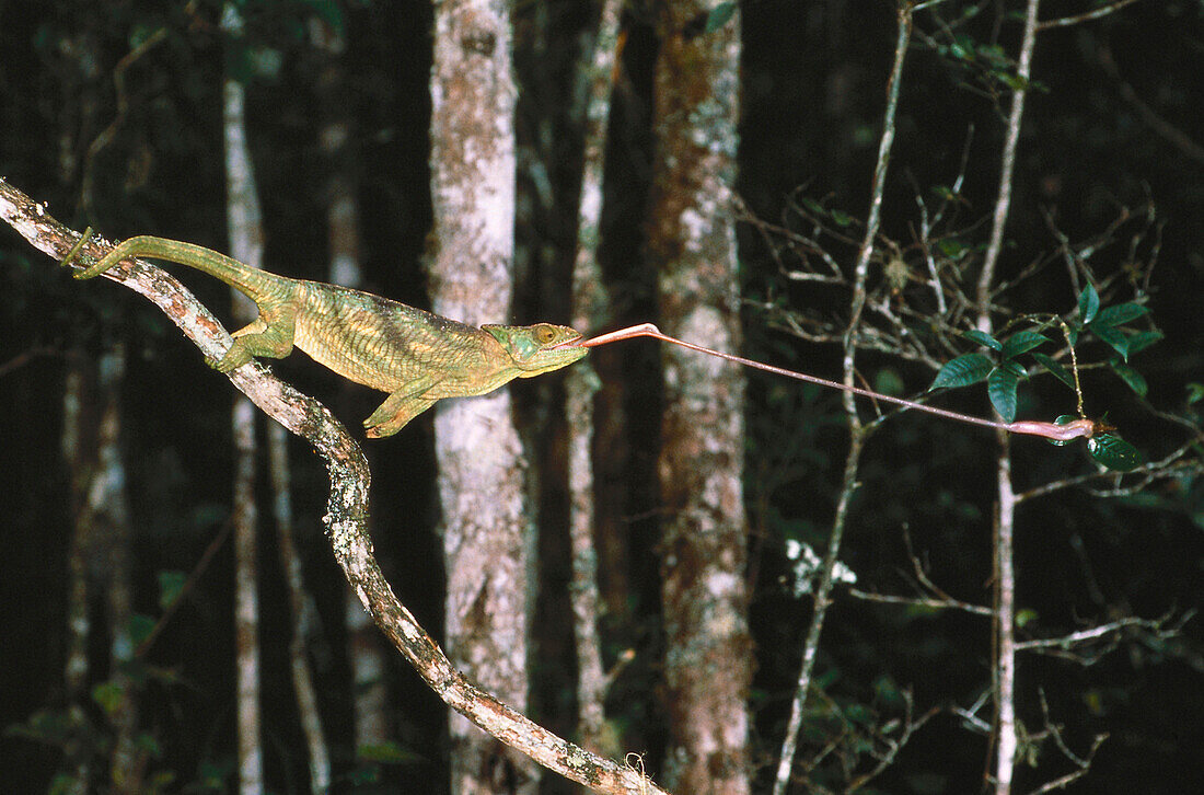 Parsons Chameleon hunting insects, Madagascar, Africa