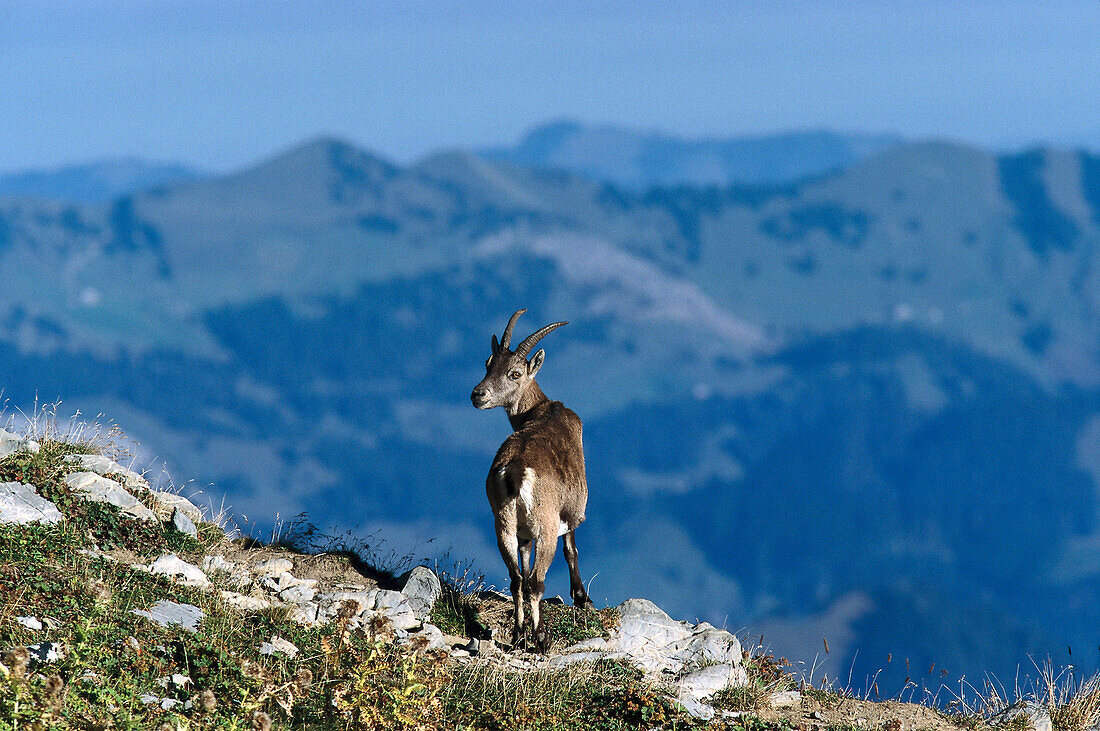 Alpine Ibex, Female, Swiss Alps Switzerland