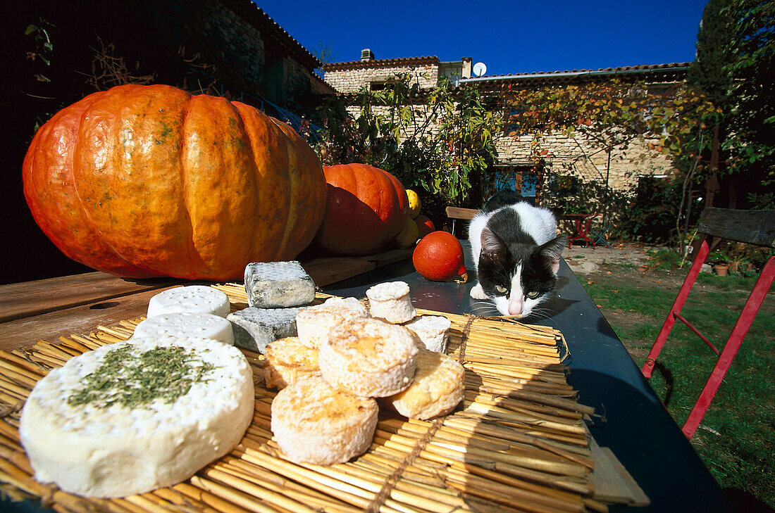 Cheese, cat and pumpkins of organic farmer, Provence, France