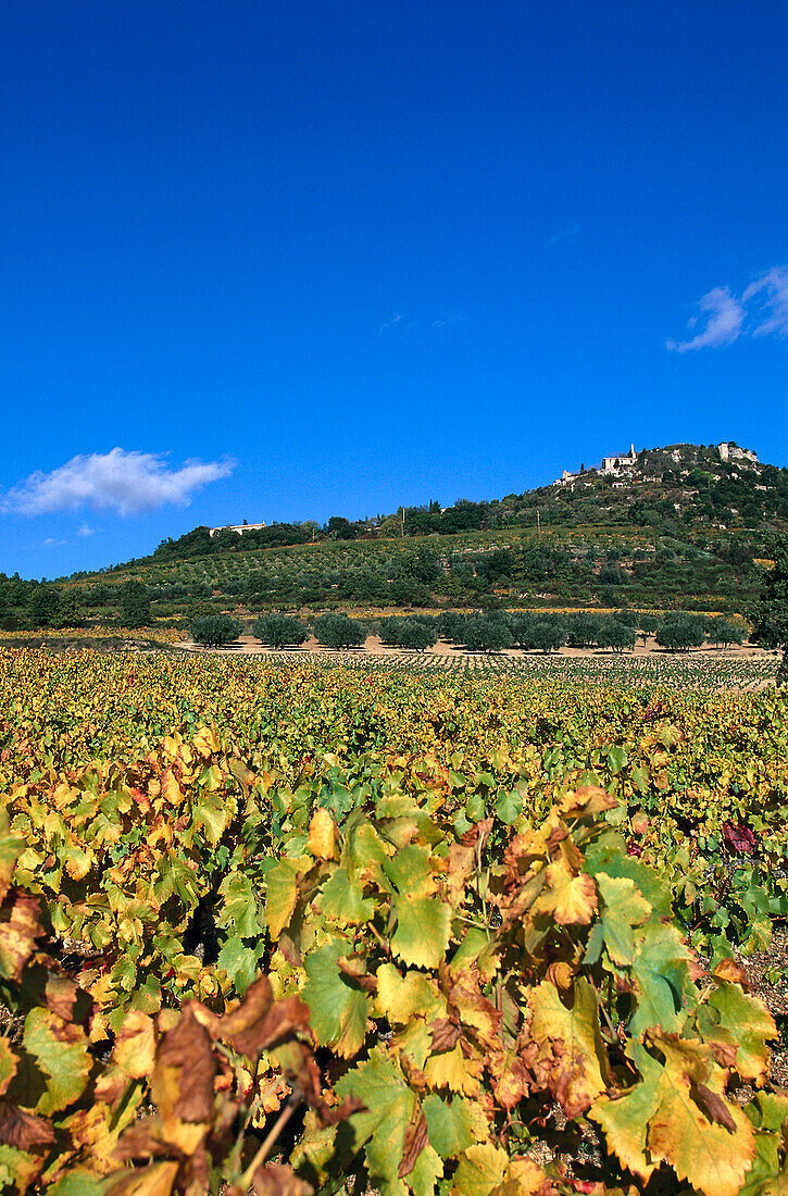 Weinberg bei Gordes, Provence, Frankreich