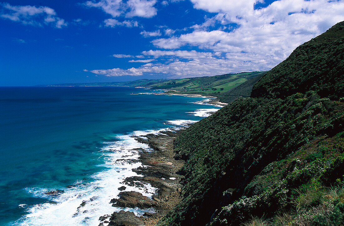 Rainforest at the coast, Victoria Australia