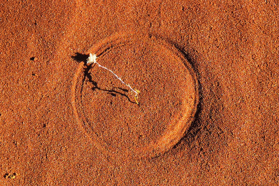 Flower drawing circle in desert sand, Strzelecki Desert, South Australia