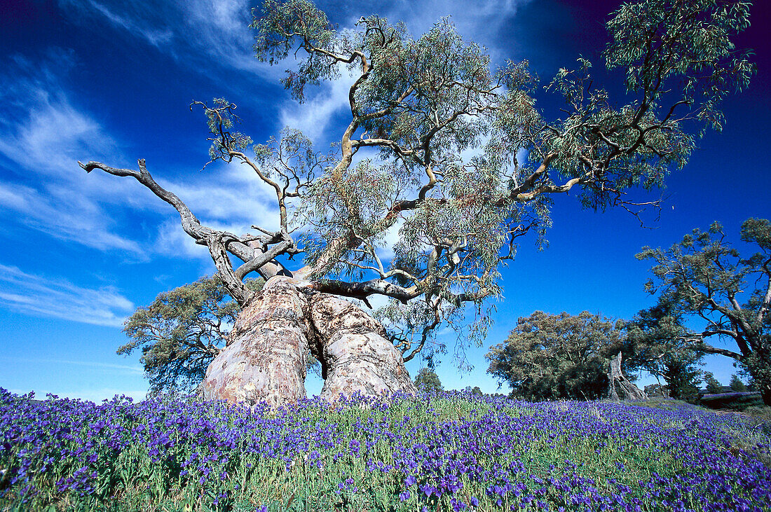 River Red Gum, Flinders Ranges NP South Australia