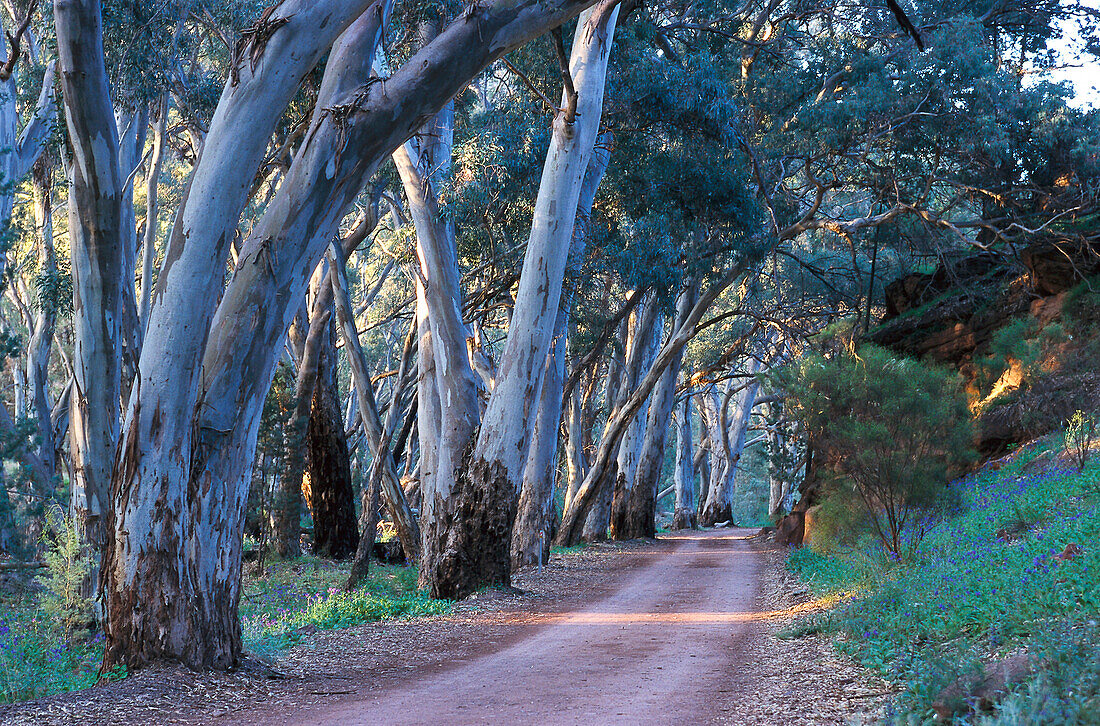 River Red Gum, Flinders Ranges NP South Australia