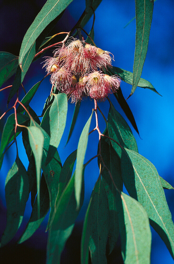 Eucalyptus blossom, Australia