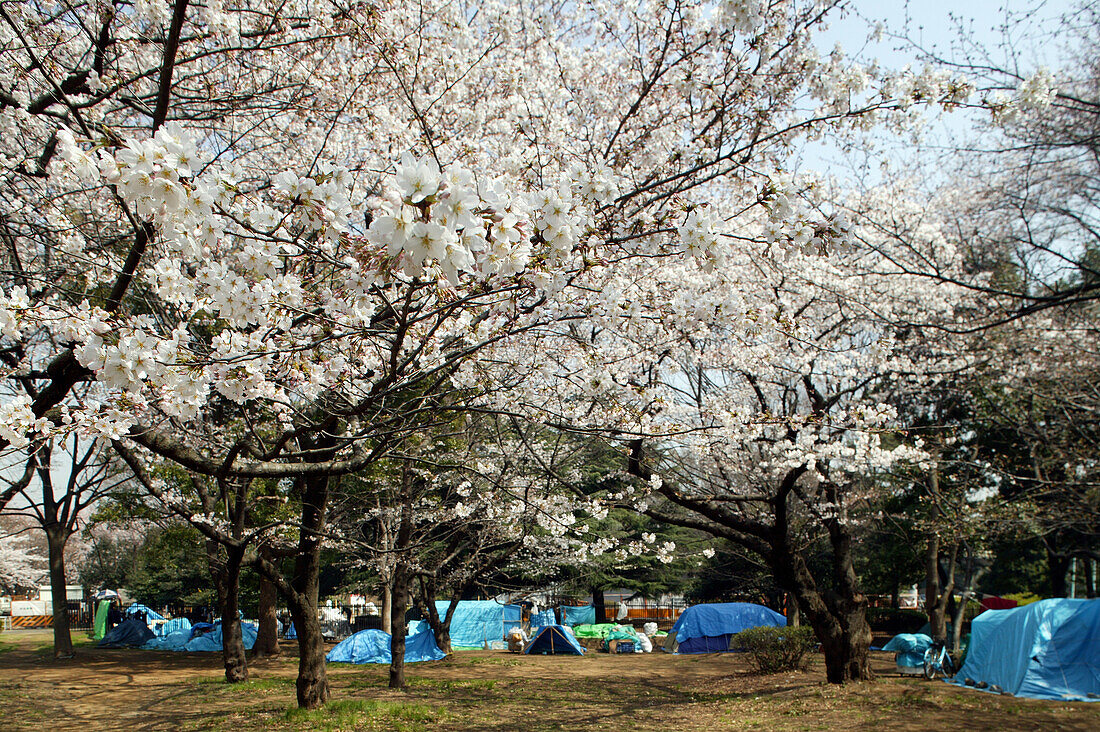 Living boxes in Tokyo, Yoyogi Park, Japan, Homeless community in Yoyogi Park more permanent self made Japanese style shelter, Hundreds of homeless live in this famous public city park Obdachlose, notduerftige Schutzbauten, Pappkarton-Architektur, Plastikp