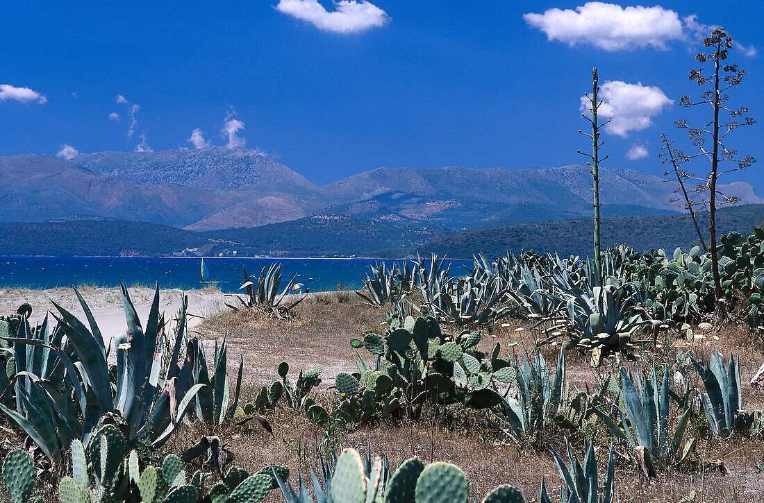 Agaven und Kakteen, Strand in der Nähe von Gythio, Peloponnes, Griechenland