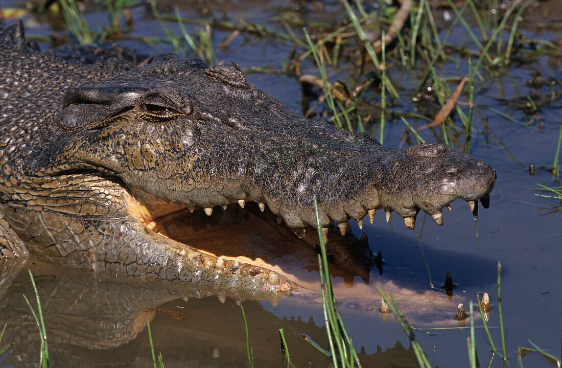 Leistenkrokodil, Salzwasser Krokodil  in der Wildnis, das größte Krokodil, Nahaufnahme, Northern Territory, Australien