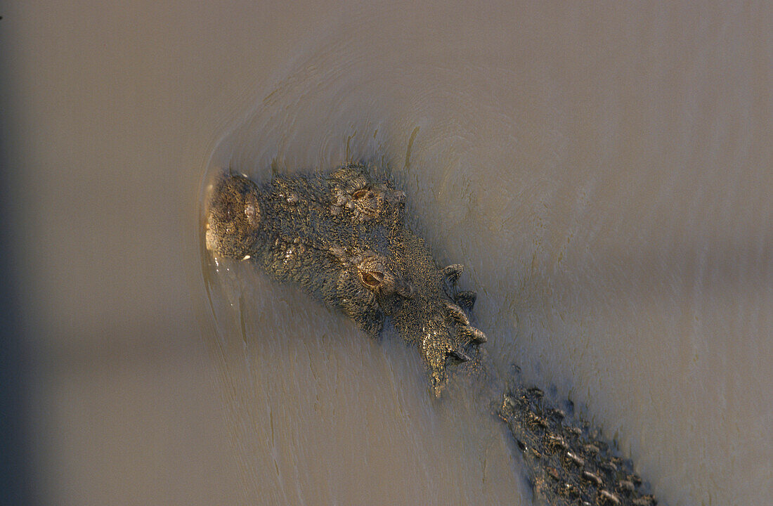 Crocodile in river, Northern Territory, Australien, Top End, crocodile in water