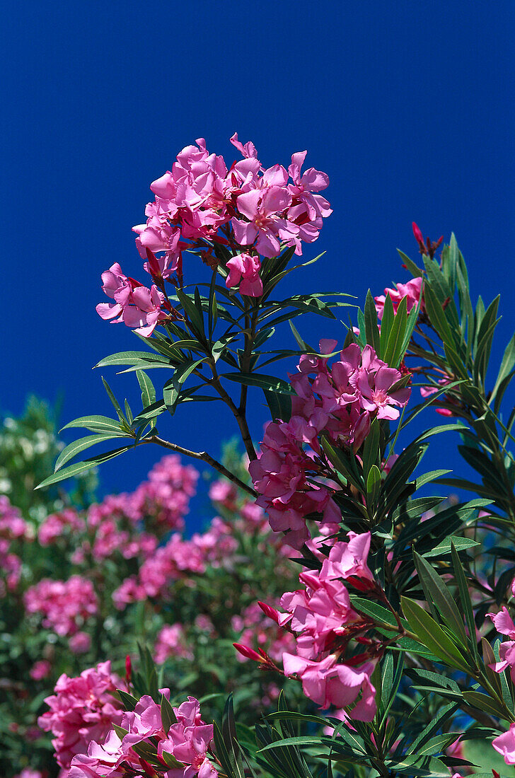 Oleander Strauch mit rosa Blüten, Peloponnes, Griechenland