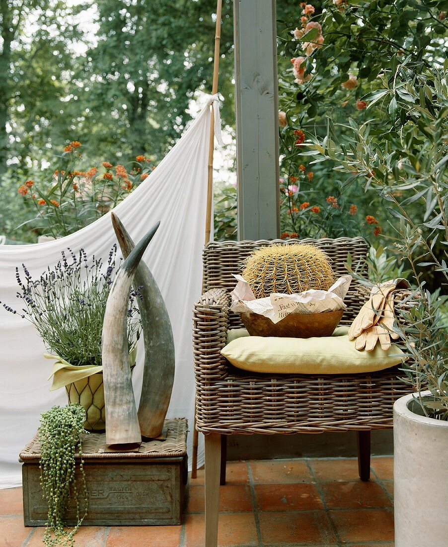 Korbstuhl auf der Terrasse mit grossem Kaktus, daneben Elefantenstosszähne