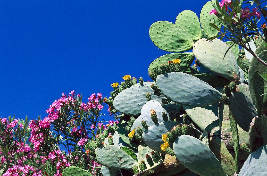 Oleander & Feigenkaktus, Peloponnes, Griechenland