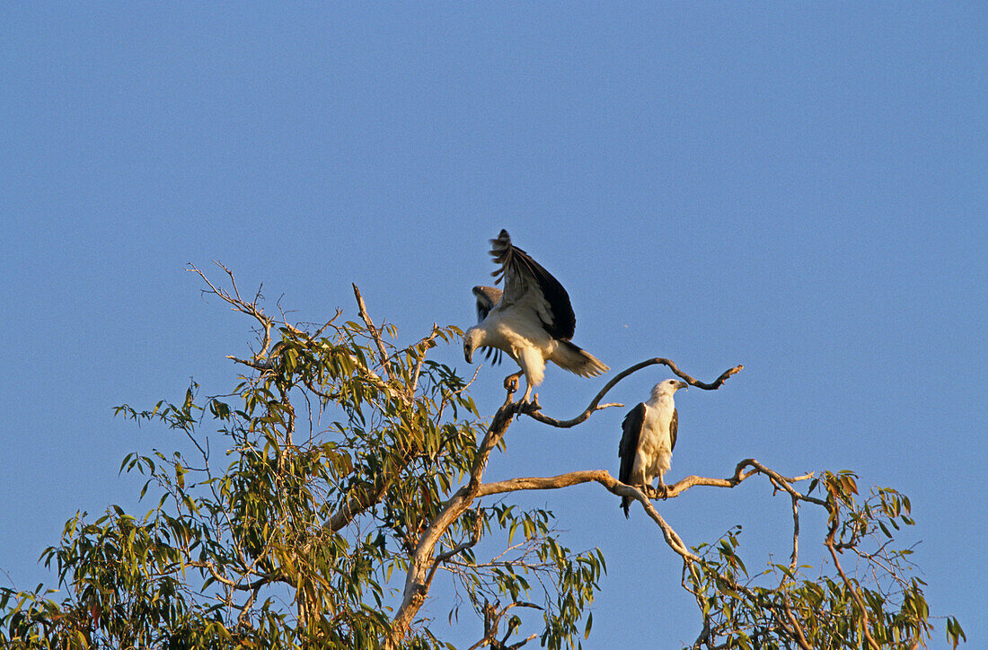 Sea eagles Top End, NT, Australien, Northern Territory, Top End, sea eagle, Seeadler