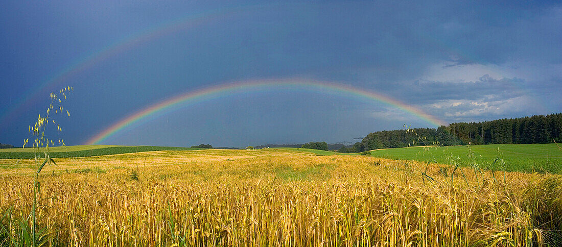 Rainbow over cornfield, Bavaria, Germany, Regenbogen ueber Getreidefeld rainbow over cornfield