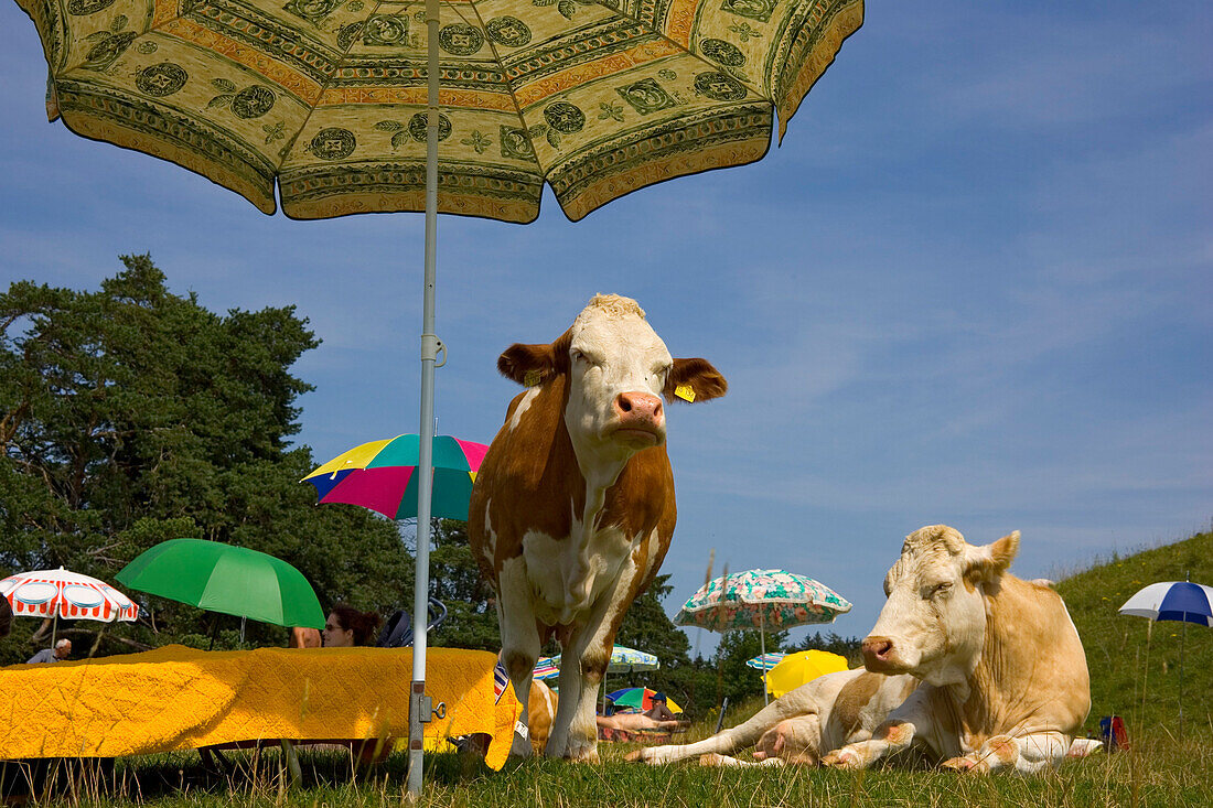 Cows under sunshades, beach, Upper Bavaria, Germany