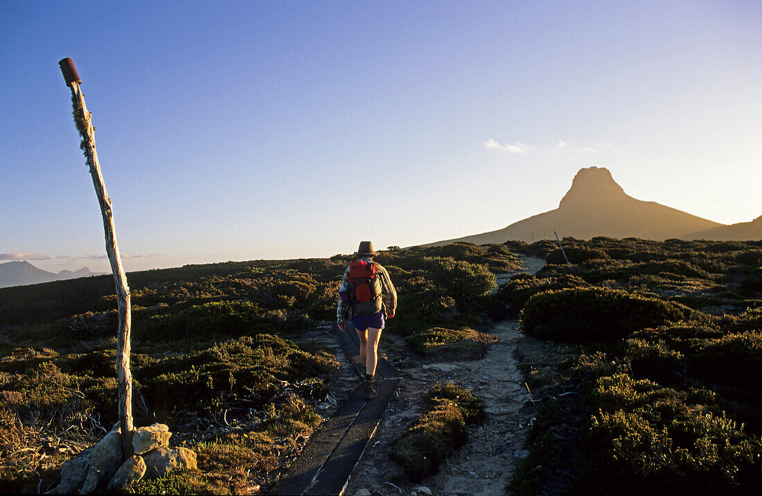 Lone walker, Overland Track, Cradle Mountain NP, Australia, Tasmania, Cradle Mountain National Park, walking towards Barn Bluff on the Overland Track