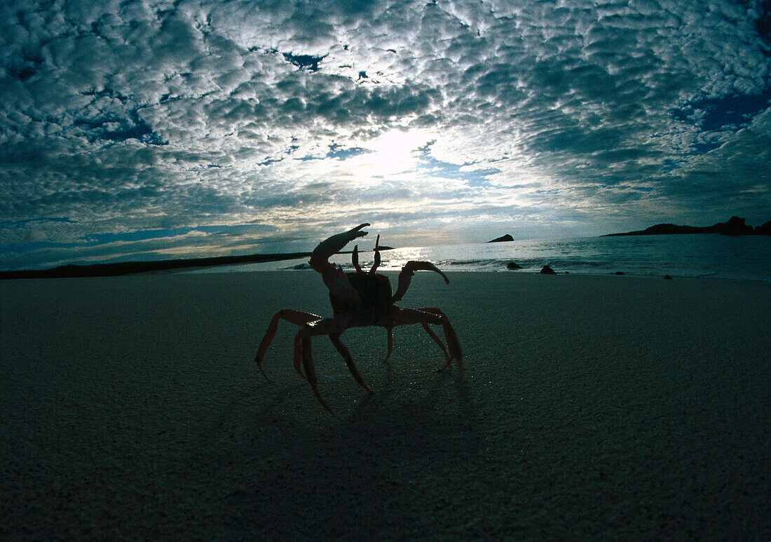 Ghost crab, Galapagos