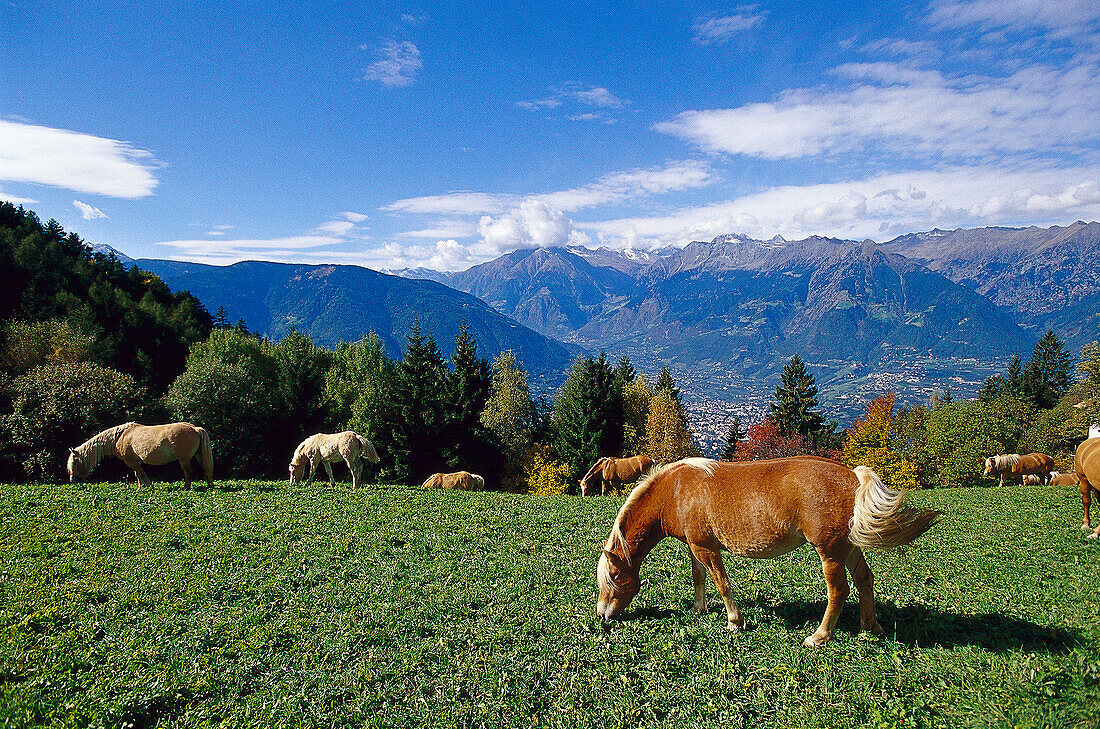 Haflinger Pferde grasen auf einer Bergwiese, Südtirol, Italien, Europa