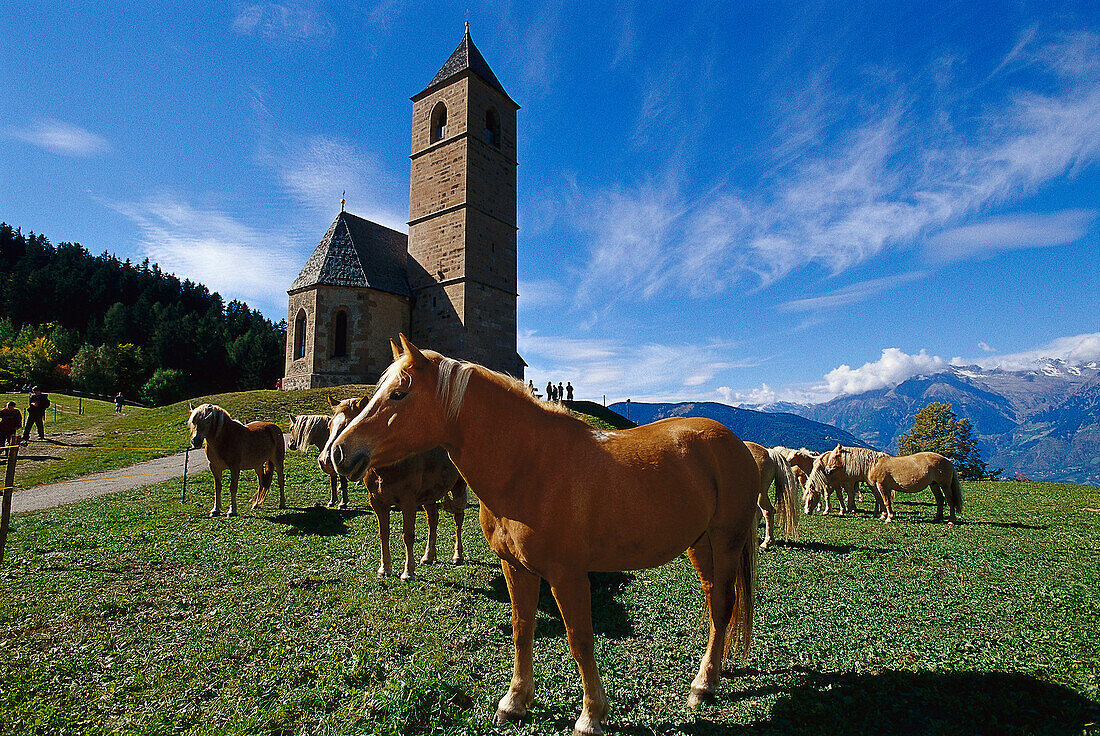 Haflinger Horses, near Hafling South Tyrol, Italy