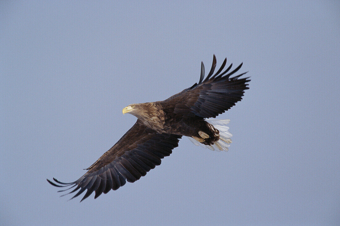 Sea eagle flying, Sweden