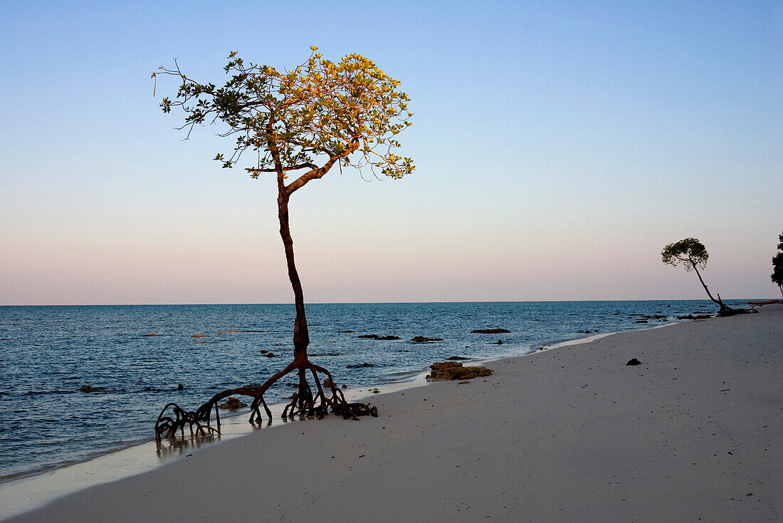 Einzelne Mangroven Büsche am Strand Nr. 3 im letzten Abendlicht, Havelock Inseln, Andamanen Inseln, Indien