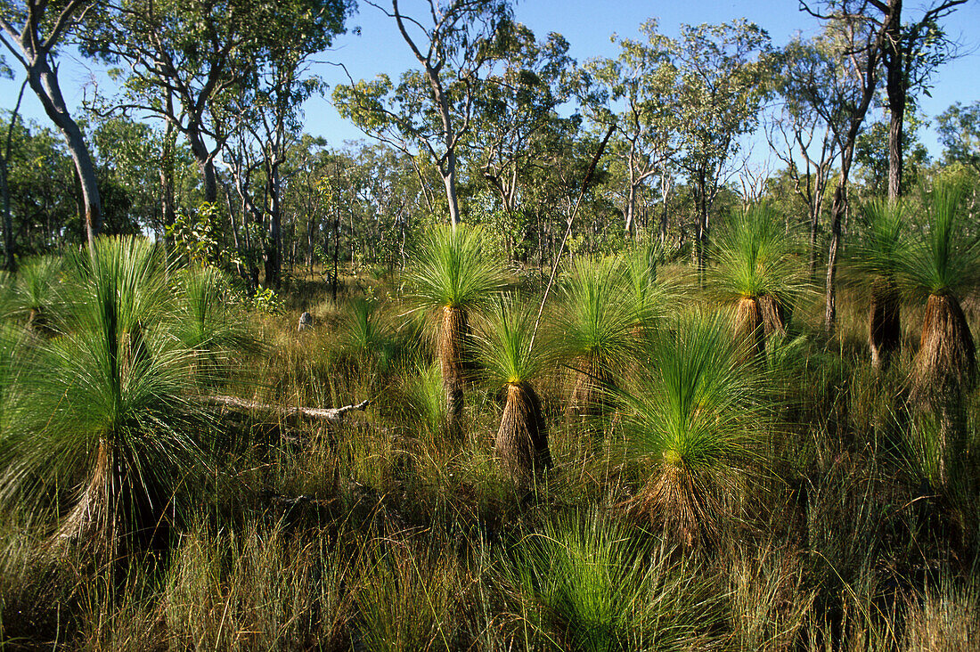 Grass trees near Musgrave, Cape York, Queensland, Australia