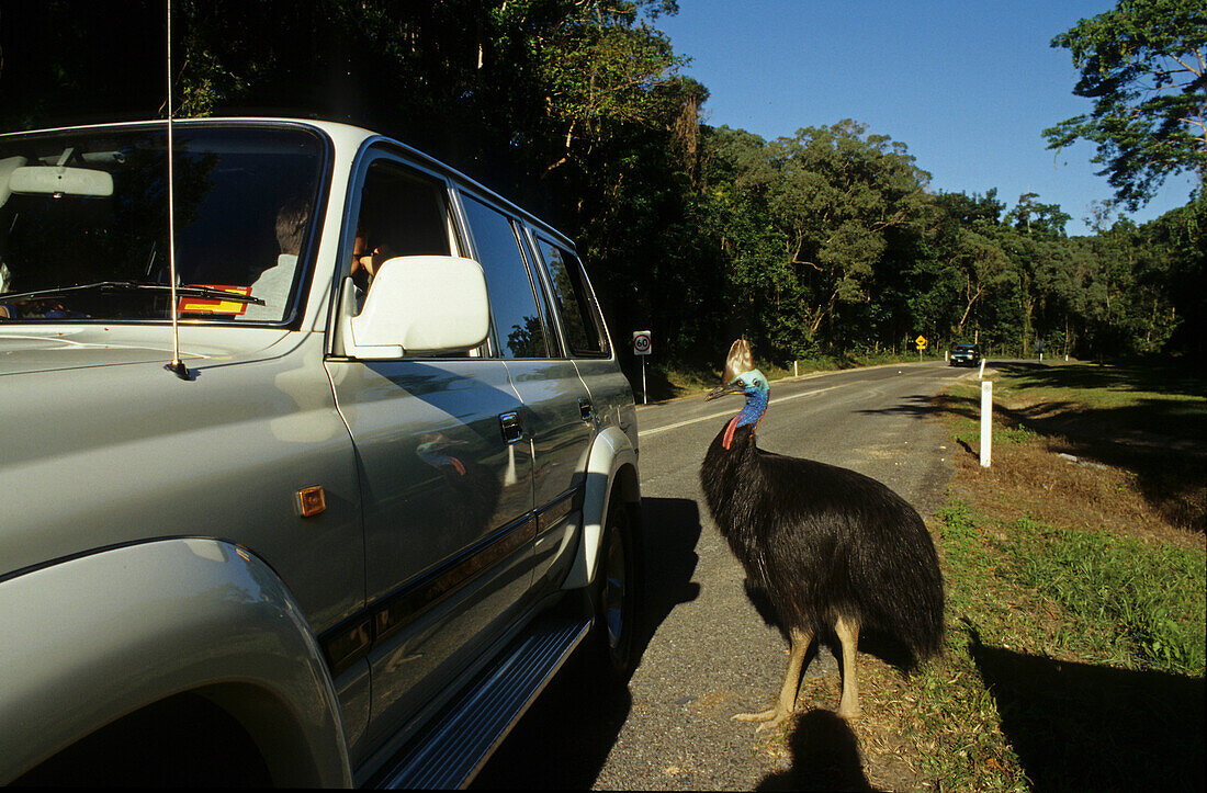 Ein Helmkasuar steht neben dem Auto, Straße in Wald, Australien, Queensland