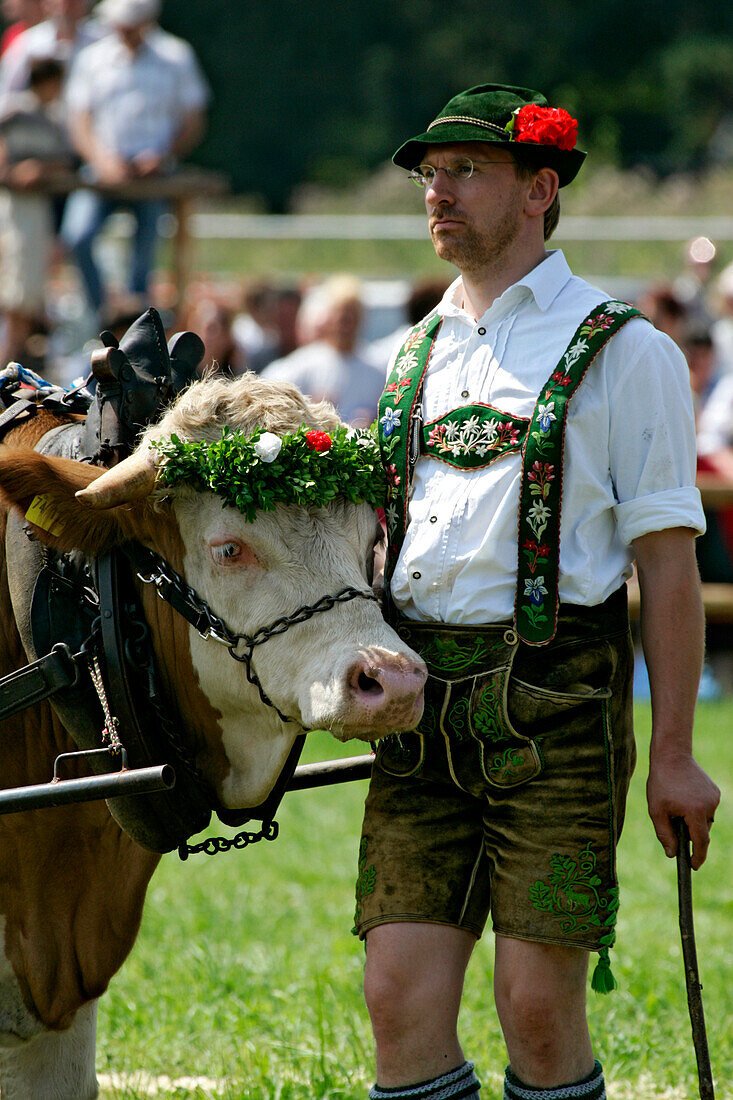 First oxrace of Bichl, August 8th 2004, Erstes Bichler Ochsenrennen am 8.8.2004 in Bichl, Oberbayern, Deutschland Upper Bavaria, Germany