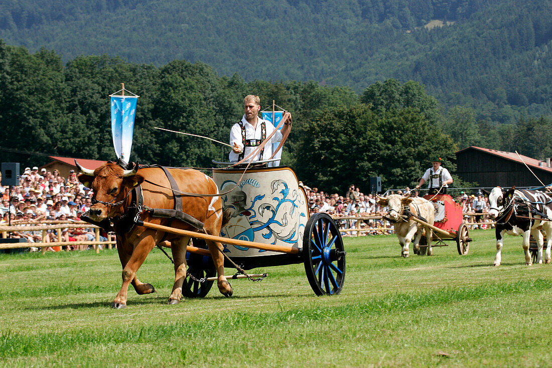 First oxrace of Bichl, August 8th 2004, Erstes Bichler Ochsenrennen am 8.8.2004 in Bichl, Oberbayern, Deutschland Upper Bavaria, Germany