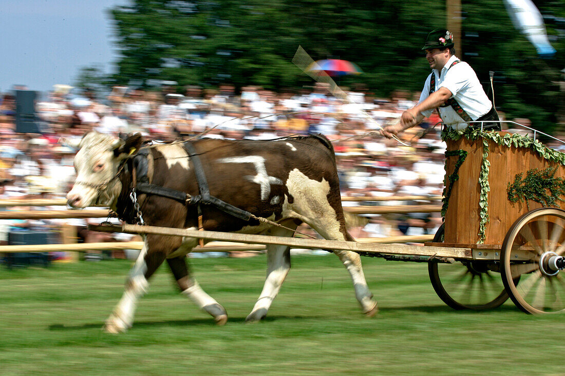 First oxrace of Bichl, August 8th 2004, Erstes Bichler Ochsenrennen am 8.8.2004 in Bichl, Oberbayern, Deutschland Upper Bavaria, Germany