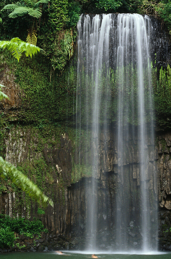 Millaa Millaa Waterfall, rainforest,  Atherton Tablelands, Queensland, Australia