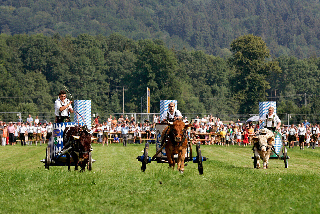 Final run, first oxrace of Bichl, August 8th 2004, Finale, Erstes Bichler Ochsenrennen am 8.8.2004 in Bichl, Oberbayern, Deutschland Upper Bavaria, Germany