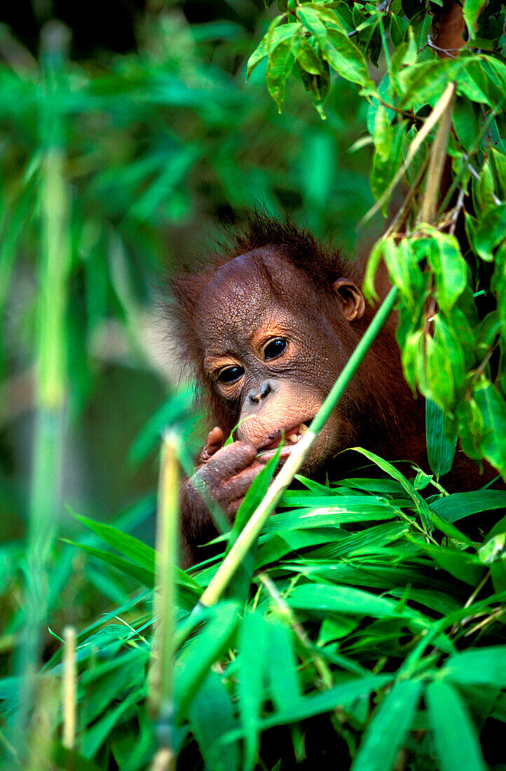 Ein  junger Orang-Utan, Pongo Pygmaeus, Gunung Leuser Nationalpark, Sumatra, Indonesien, Asien