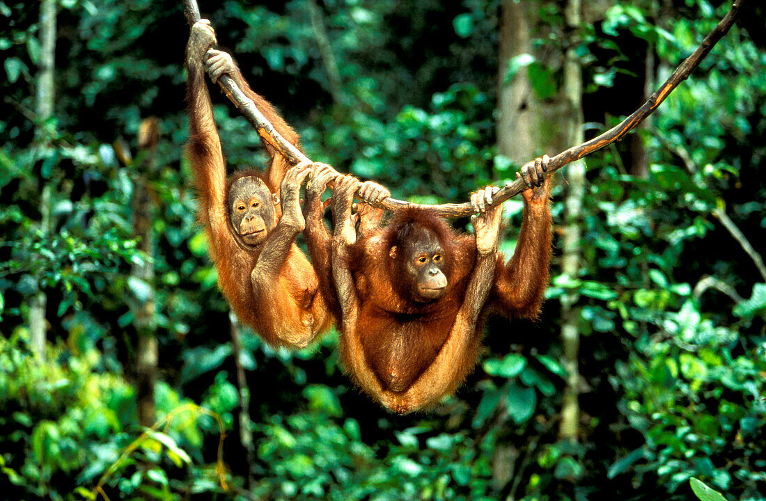 Zwei Orang-Utans, Pongo Pygmaeus, Gunung Leuser Nationalpark, Sumatra, Indonesien, Asien